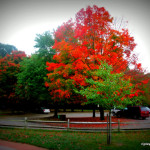 holmdel park fall leaves