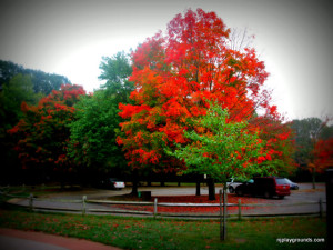 holmdel park fall leaves