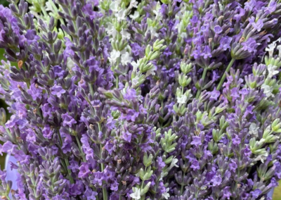 Pleasant Valley Lavender